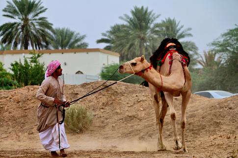 288ac-camel-race---Bediyah