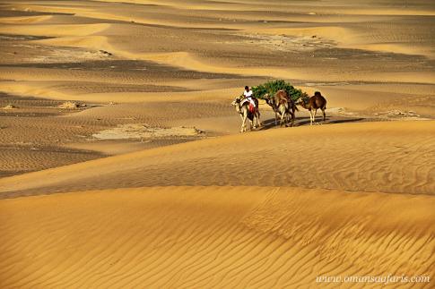 6dcaa-Camel-Ride--wahiba-sands-a