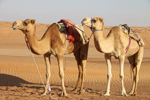 9ecfd-private-desert-house-camels-